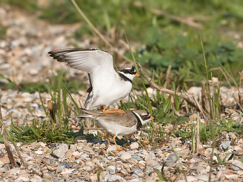 Charadrius hiaticula Great Ringed Plover Bontbekplevier